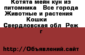 Котята мейн-кун из питомника - Все города Животные и растения » Кошки   . Свердловская обл.,Реж г.